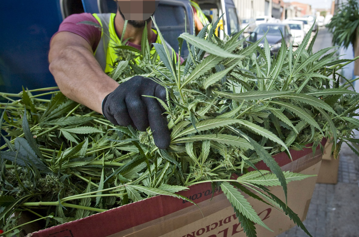 Policia Mossos d'Esquadra a terrassa Marihuana Maria drogues Diari de Terrassa (35)