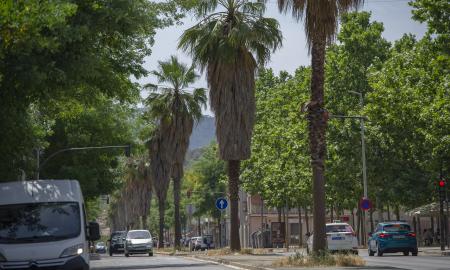 palmeres Avinguda Bejar Alberto Tallón (3)