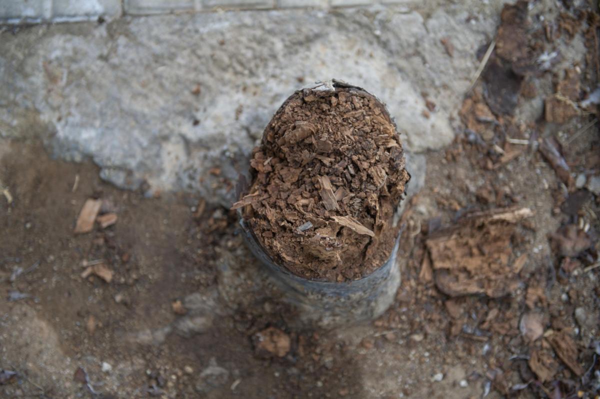 termites en soques de arbres a carrer Ample Alberto Tallón (2)