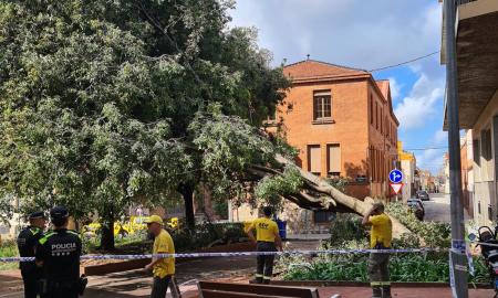 pluja mossèn cinto verdaguer arbre caigut