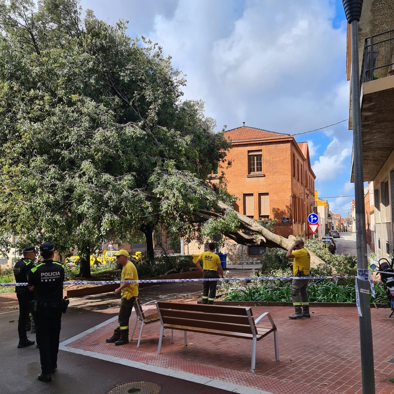 pluja mossèn cinto verdaguer arbre caigut